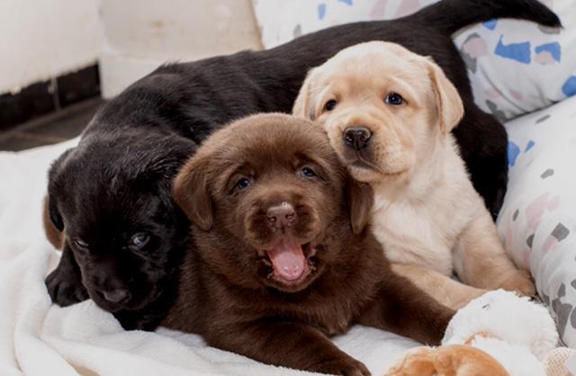 labsfinest 3 puppies